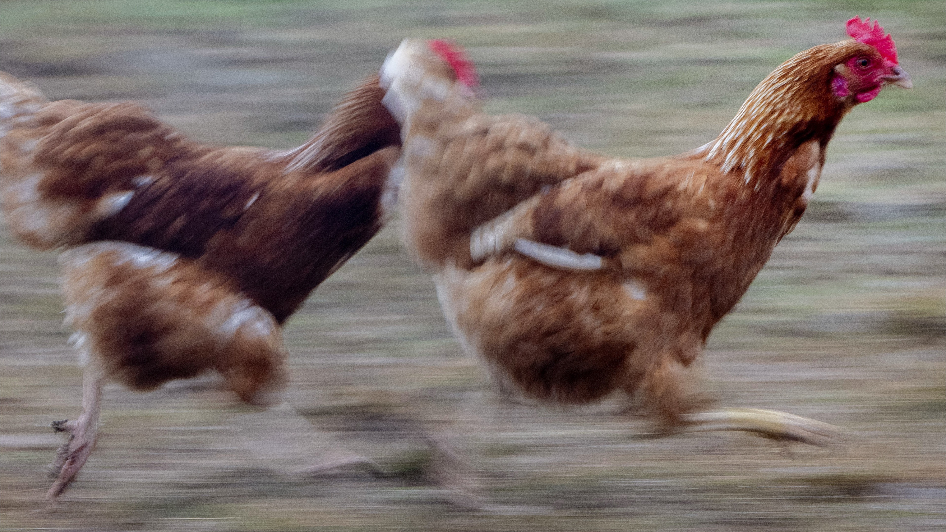 تظاهرة دجاج في ألمانيا؟ 