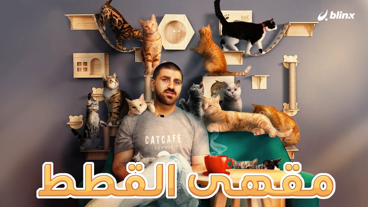 مقهى القطط