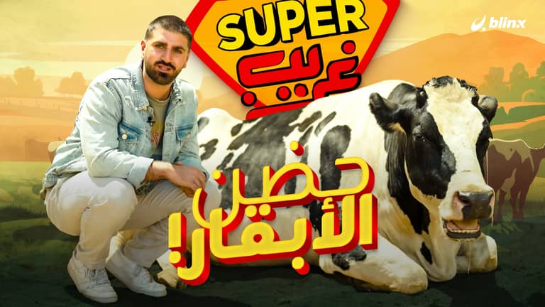 حضن الأبقار!