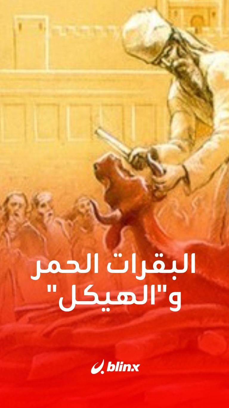 البقرات الحمر و"الهيكل"