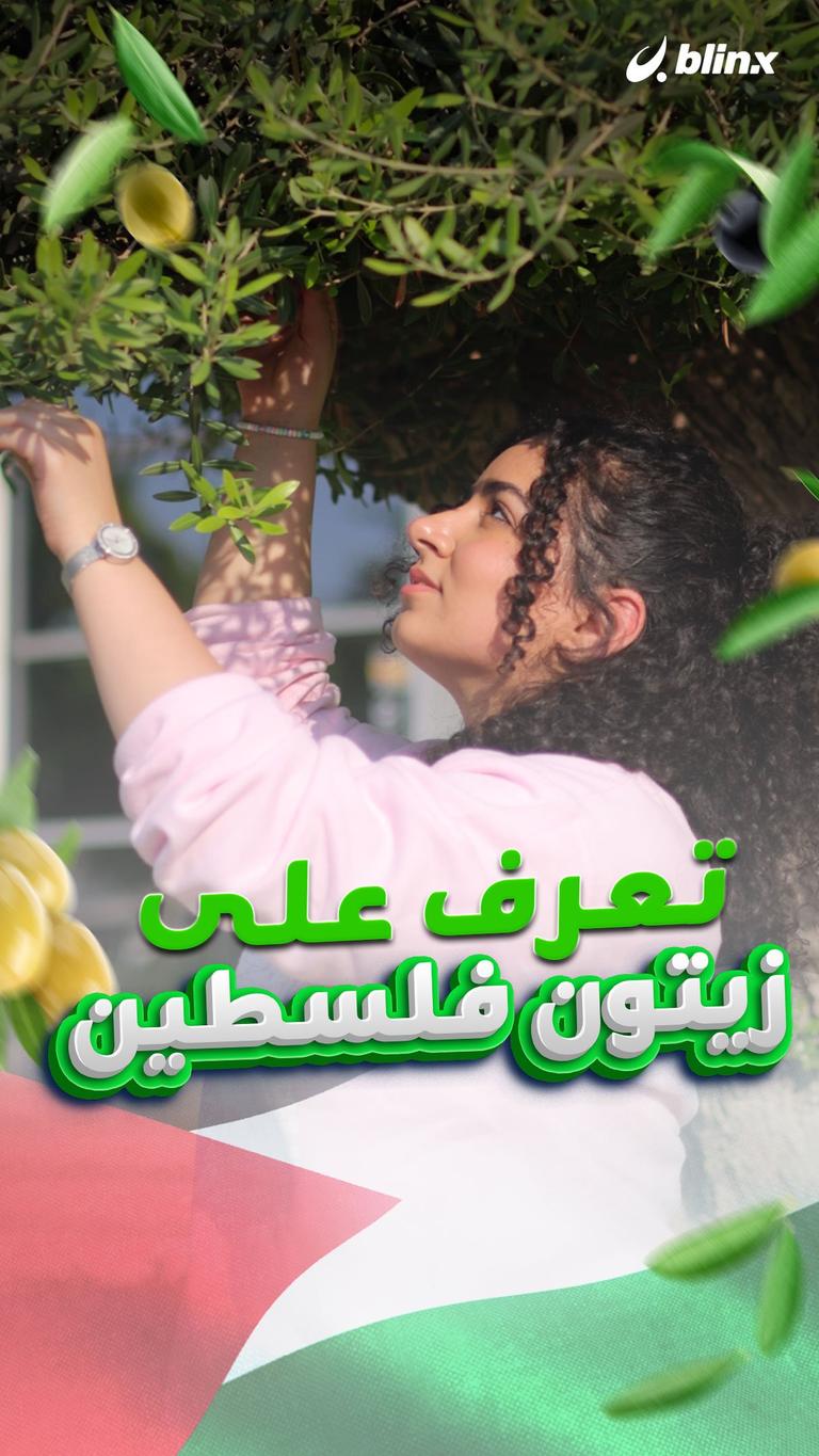 تعرف على زيتون فلسطين