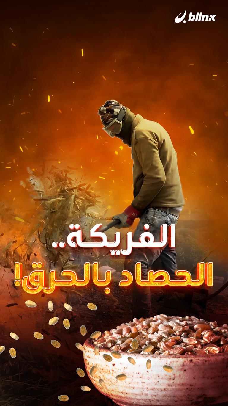 حرق الفريكة بعد حصادها