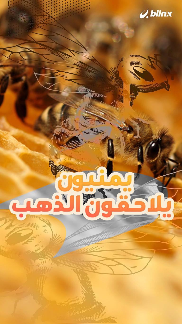 يمنيون يلاحقون الذهب