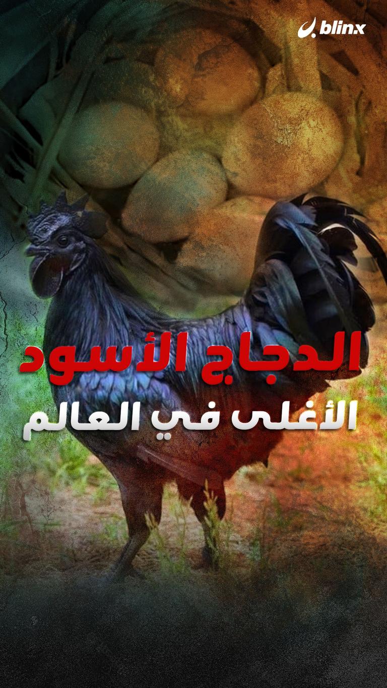الدجاج الأسود الأغلى في العالم