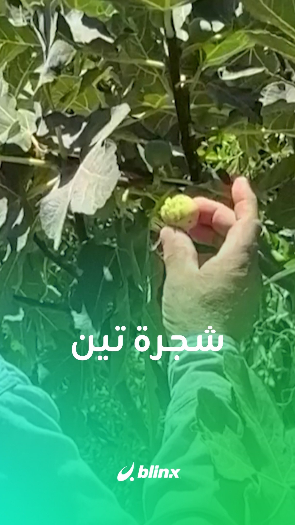 من تين لتين