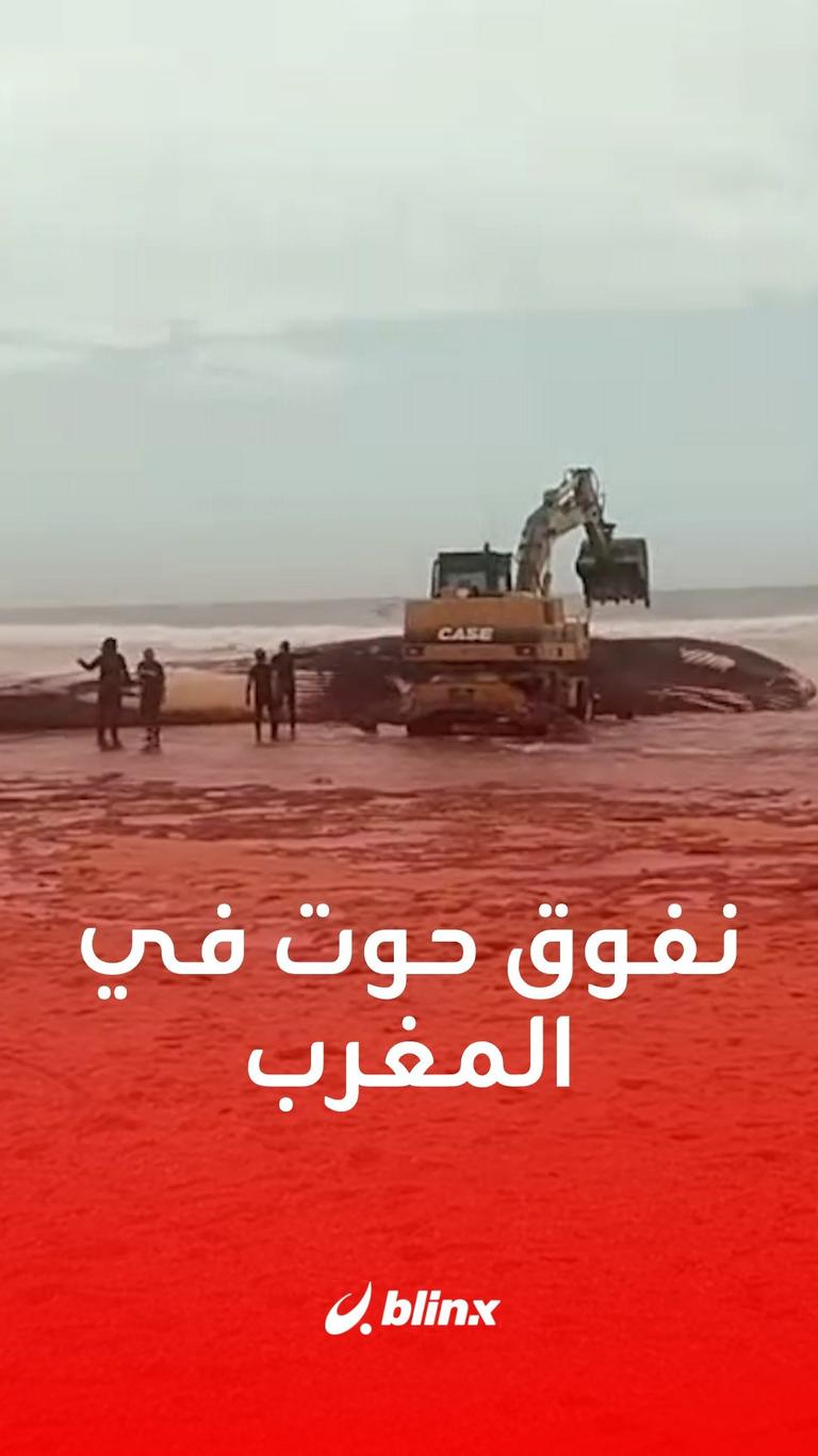 نفوق حوت على شاطئ المغرب