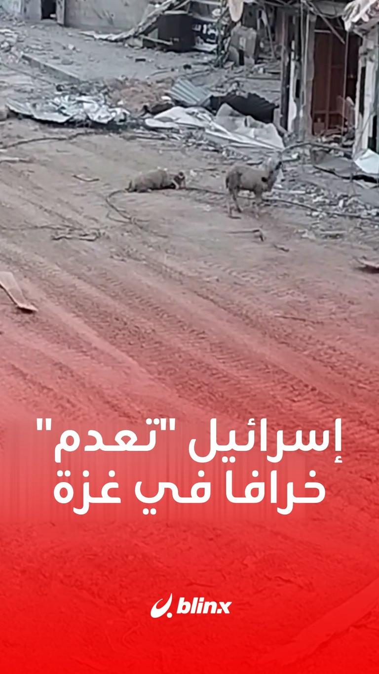 إسرائيل "تعدم" خرافا في غزة
