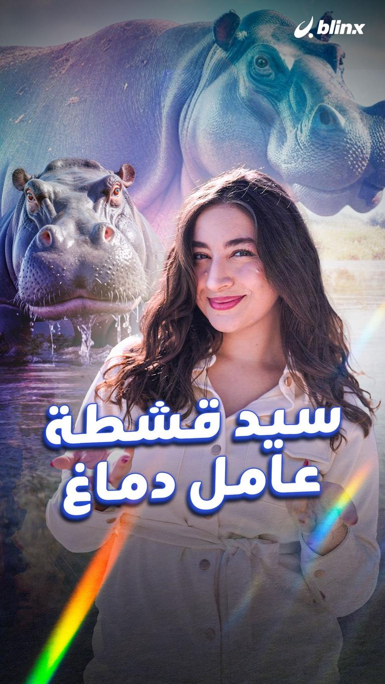 سيد قشطة عامل دماغ