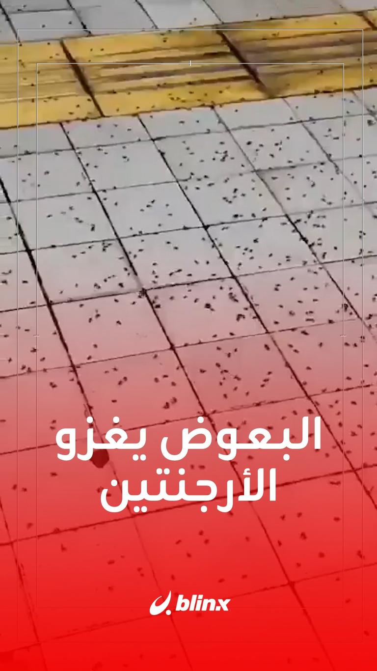 البعوض يغزو الأرجنتين