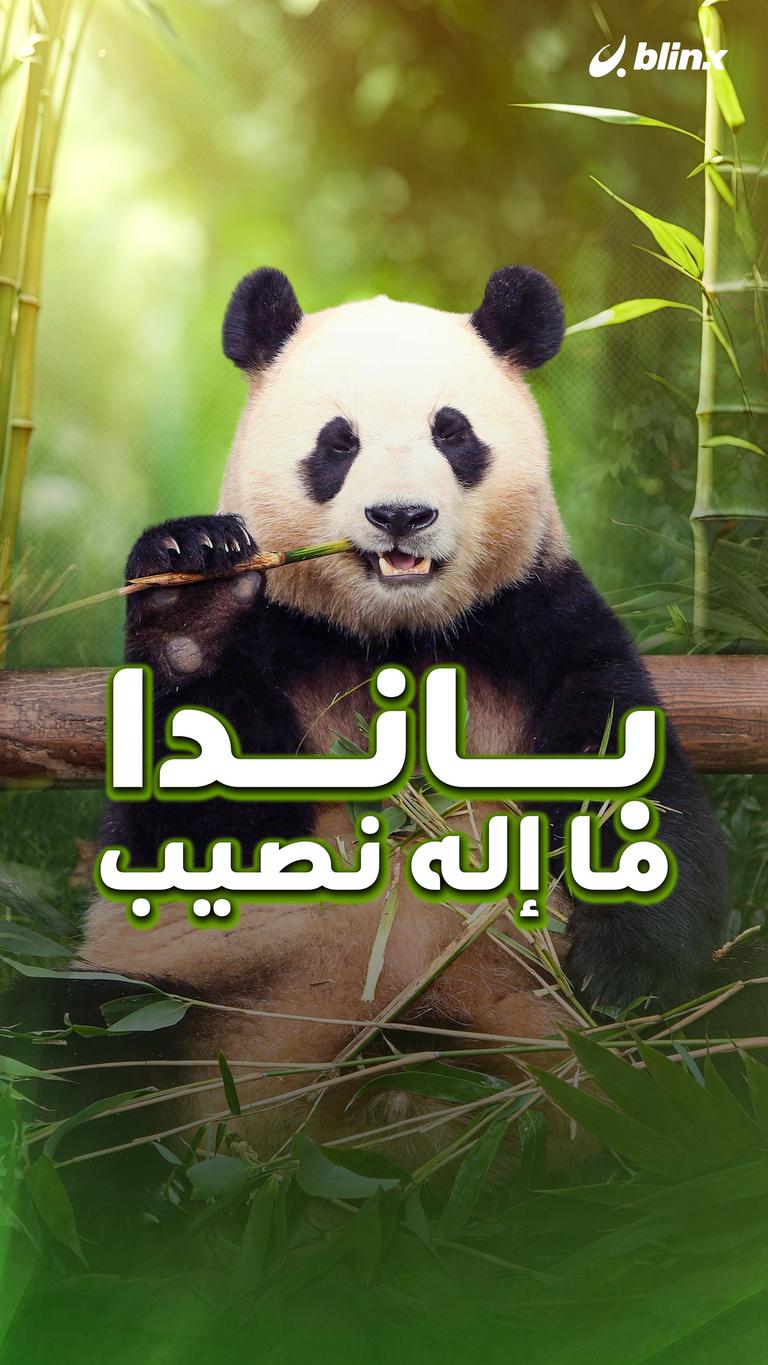باندا ما إله نصيب
