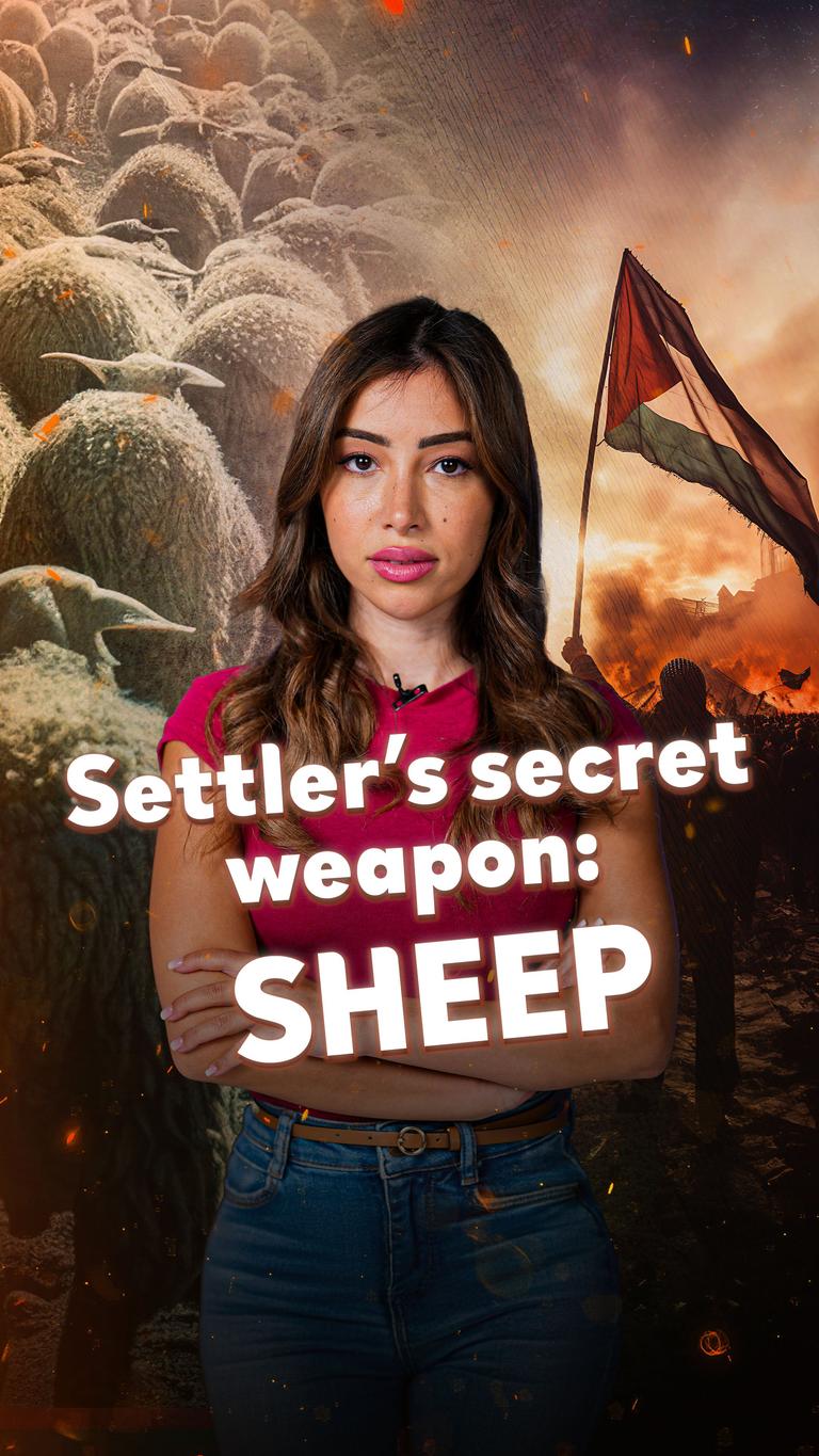 Settler’s secret weapon: SHEEP