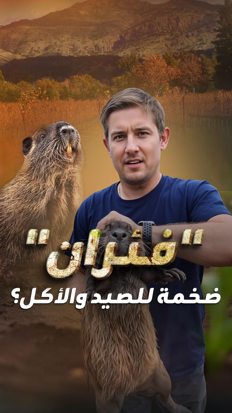 "فئران" ضخمة للصيد والأكل؟