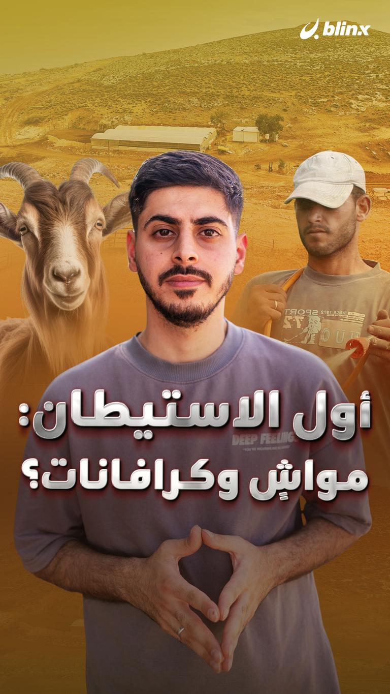 أول الاستيطان: مواشٍ وكرافانات؟