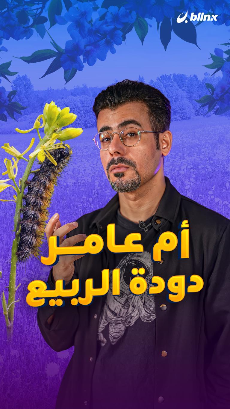 "أم عامر" دودة الربيع