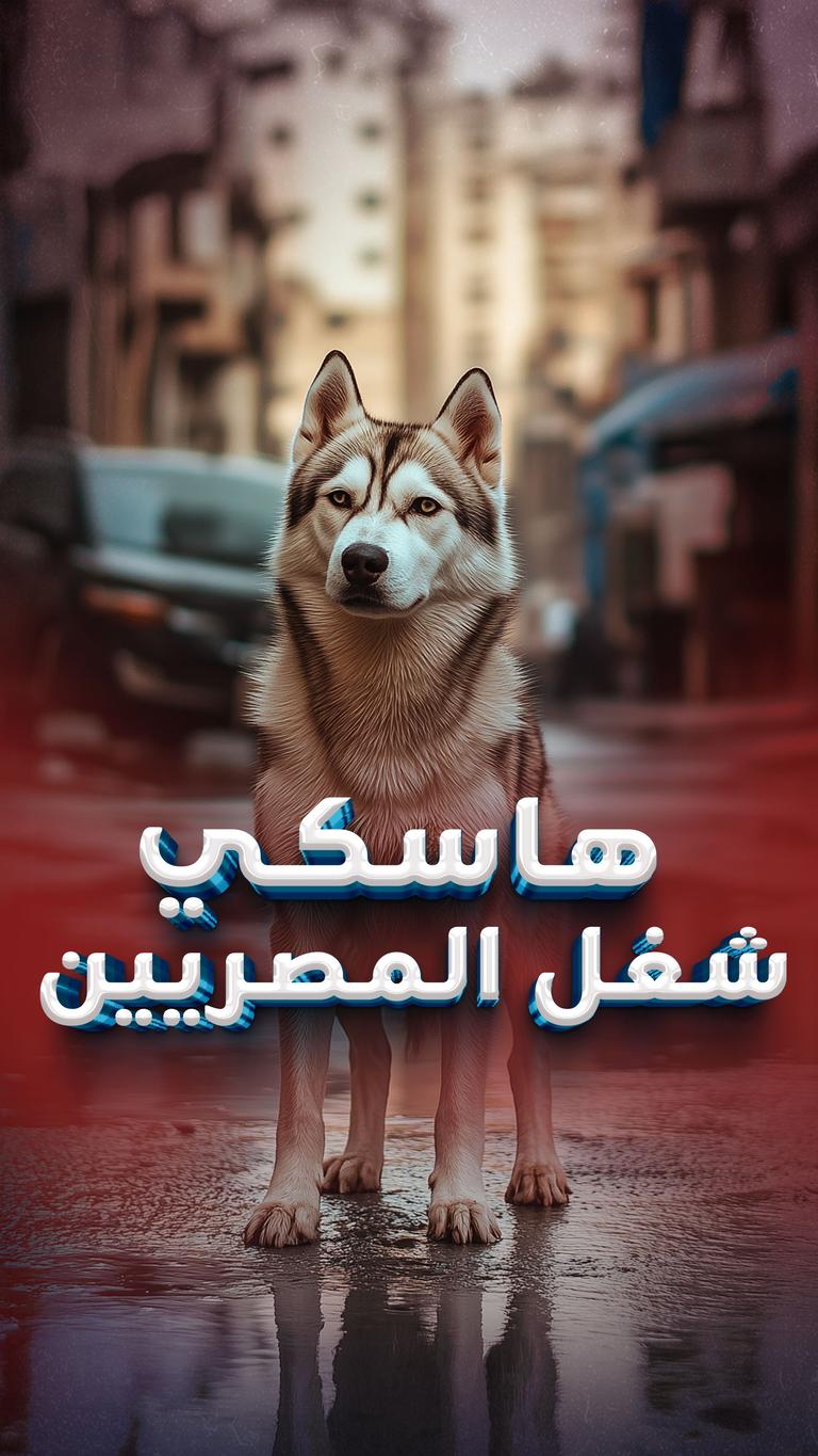 هاسكي شغل المصريين