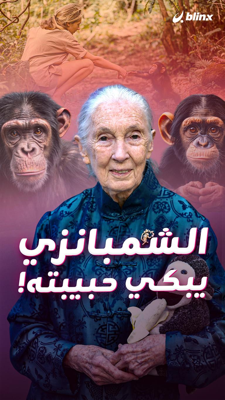 الشمبانزي  يبكي حبيبته!
