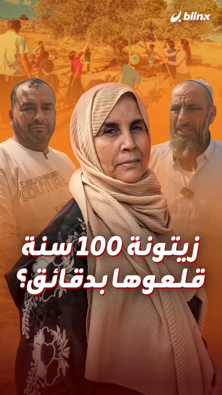زيتونة 100 سنة قلعوها بدقائق؟