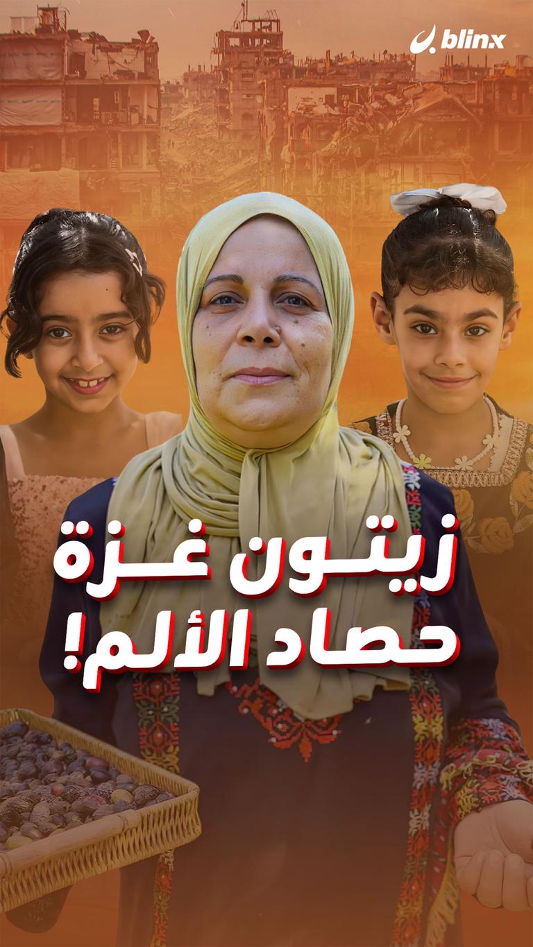 زيتون غزة حصاد الألم!