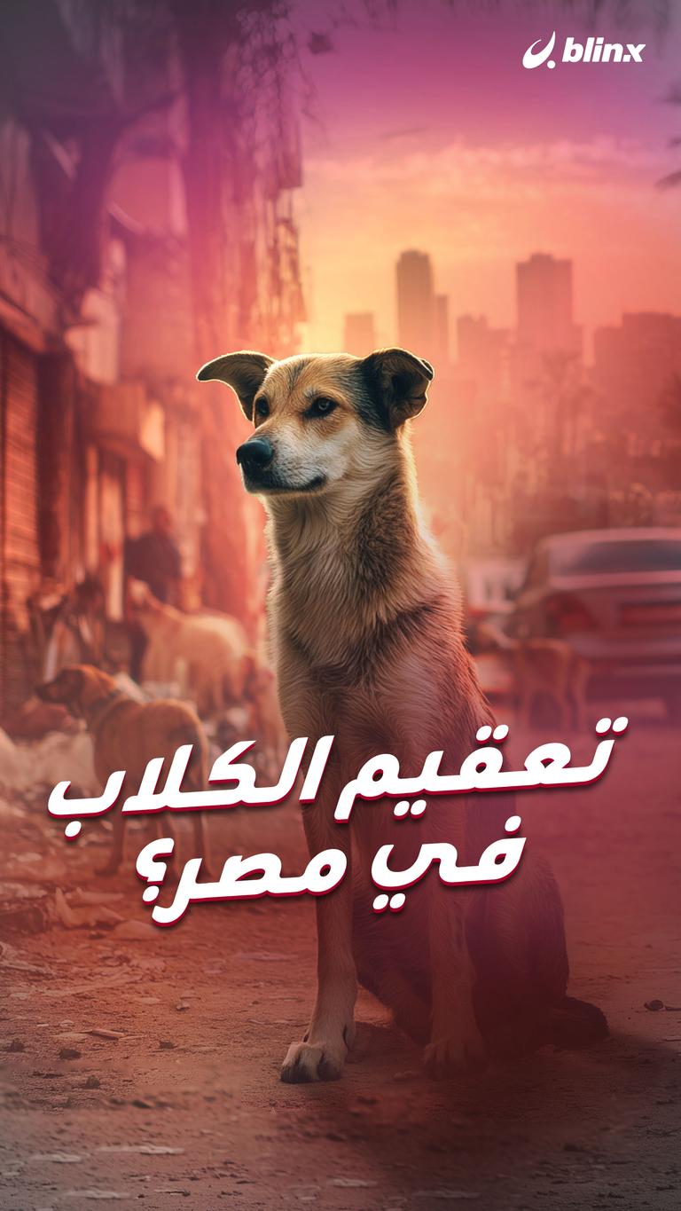 تعقيم الكلاب في مصر؟