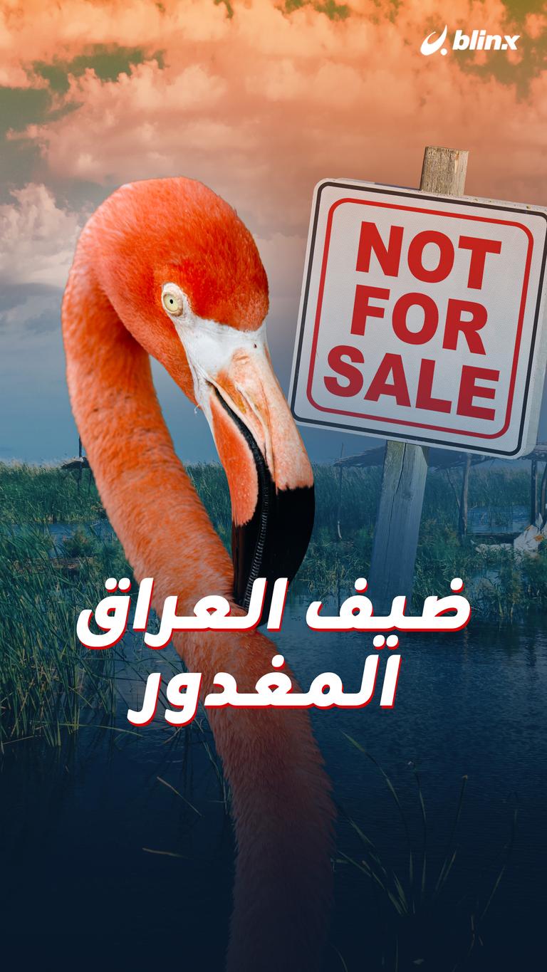 ضيف العراق المغدور